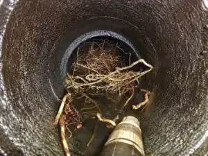 Tree roots removed from a sewer line to stop recurring drain blockages